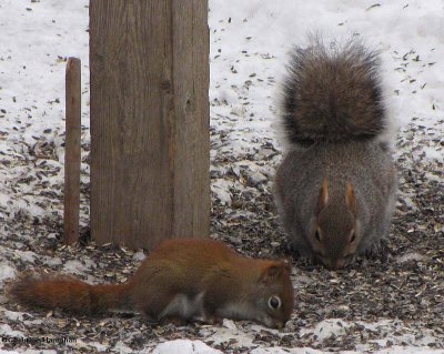 Red squirrel and Grey squirrel feeding on seed beneath the feeder