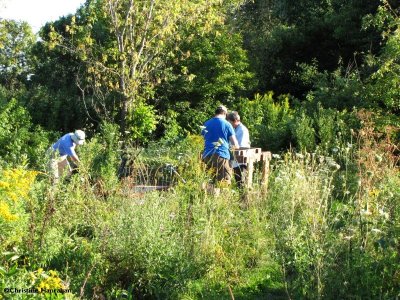 Volunteers preparing the ground and planting the new section of the meadow