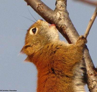Red Squirrel (Tamiasciurus hudsonicus) at the FWG