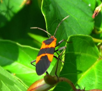 Large milkweed bug (Oncopeltus fasciatus)