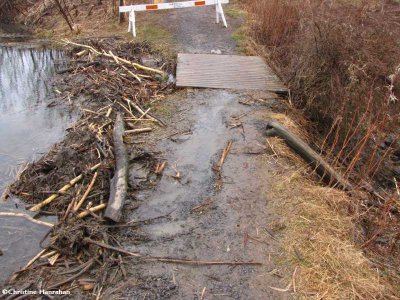 Beaver dam, looking north