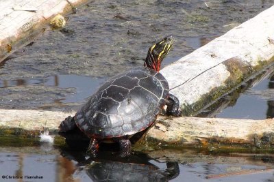 Painted turtle on turtle raft