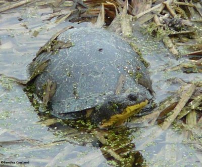 Blanding's turtle (Emydoidea blandingi)