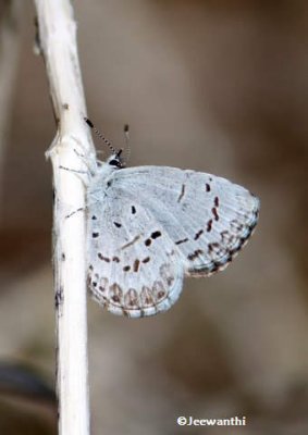 Spring azure (<em>Celastrina ladon</em>)