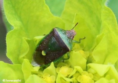 Stinkbug (<em>Pentatomid</em> sp.)