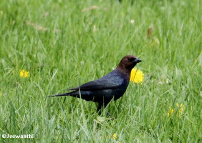 Brown-headed cowbird, male