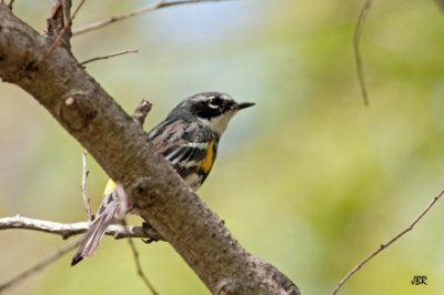 Yellow-rumped warbler