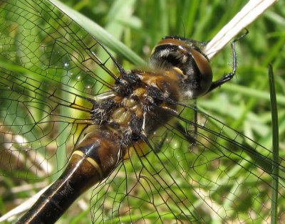 American emerald  (Cordulia shurteleffi)