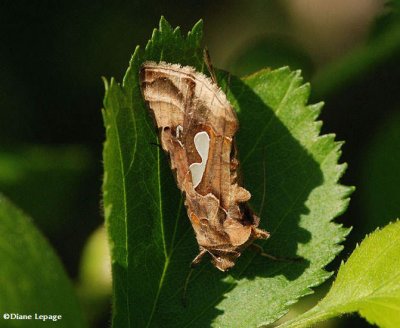 Bilobed looper (Megalographa biloba), #8907