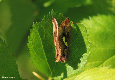 Bilobed looper (Megalographa biloba), #8907