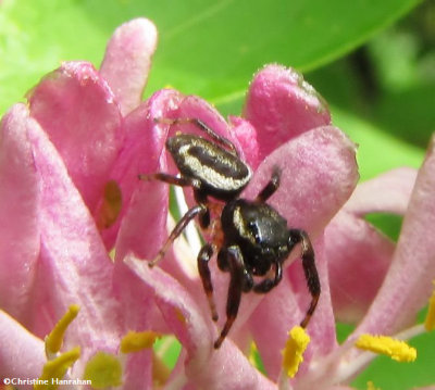 Jumping spide  (Eris militaris) male on tartarian honeysuckle