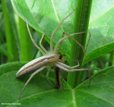 Running crab spider with long-jawed orb-weaver