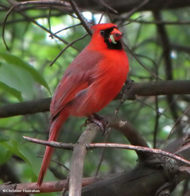 Cardinal with food