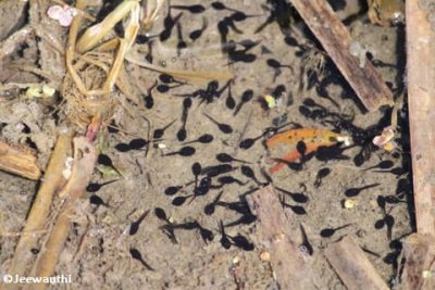 Tadpoles