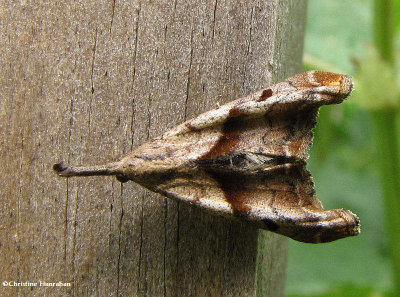 Dark-spotted palthis (Palthis angulalis), #8397