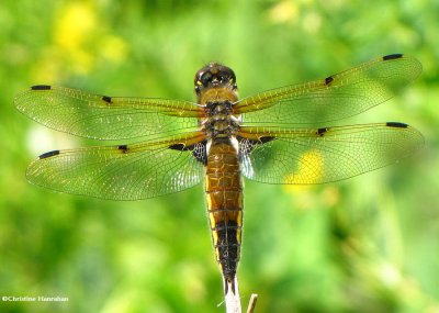 Four-spotted Skimmer (Libellula quadrimaculata)