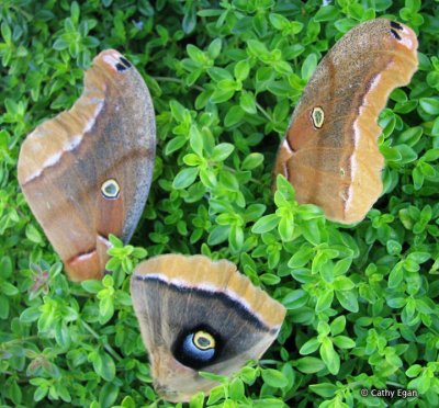 Polyphemous Moth wings