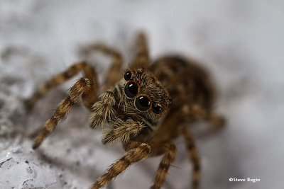 Jumping spider, female