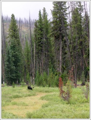 Yellowstone National Park