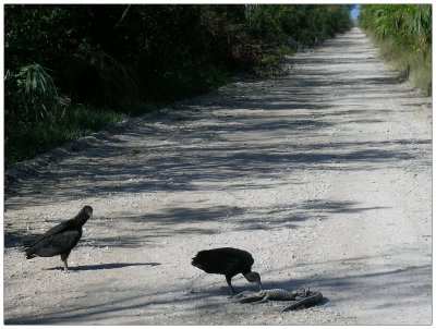 Everglades National Park