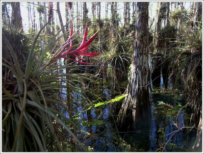 Everglades National Park