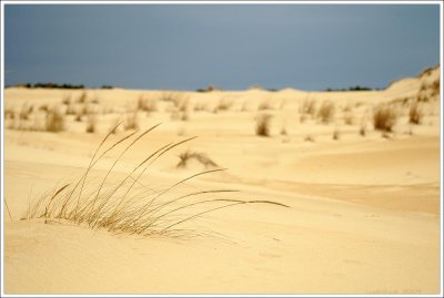 outerbanks_130.jpg
