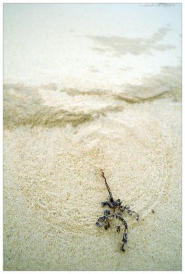 outerbanks_202.jpg