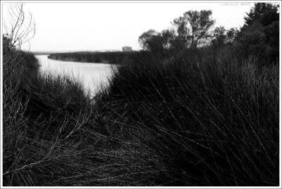 outerbanks_260.jpg