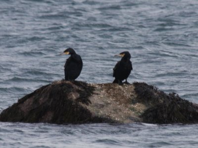 2 Great Cormorants off Gurnet Point, Duxbury, MA - 090207