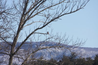 2009-02-14  Hawk Owl and Boreal Chickadee