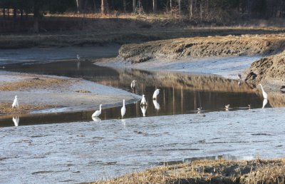 Spring returns to Bluefish River, Duxbury, MA - 090408