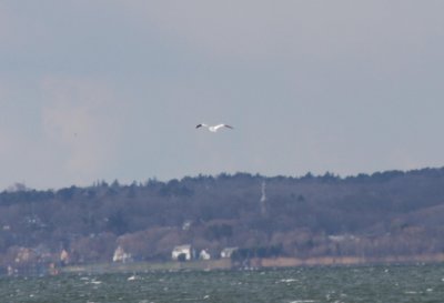 Gannet over Duxbury Bay shot from Beach  090409