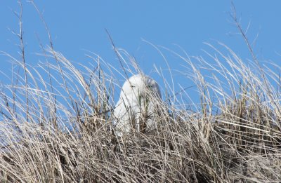Snowy Owl hiding on Duxbury Beach, MA    04-16-09