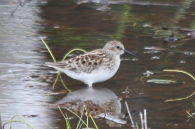 Least Sandpiper - Bay Farm Duxbury MA   05-06-2009