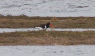 American Oystercatcher - Duxbury Beach, MA   05-06-2009