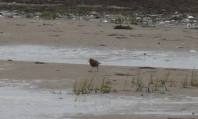 Curlew Sandpiper Duxbury Beach MA 05-24-2009  0216.jpg