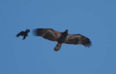 090601 Bald Eagle Juv with crows Dux Beach 0895.jpg