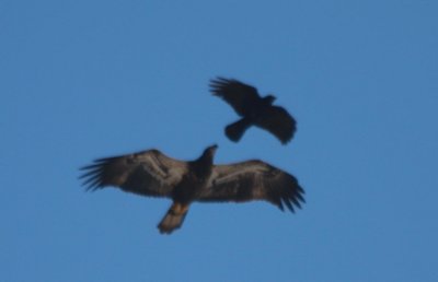 090601 Bald Eagle Juv with crows Dux Beach 0894.jpg