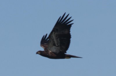 090601 Bald Eagle Juv - Duxbury Beach   0820.jpg