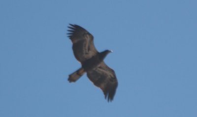 090601 Bald Eagle Juv - Duxbury Beach   0897.jpg