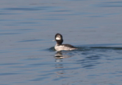 Molting (?) Bufflehead 12-28-09 Duxbury Beach .jpg