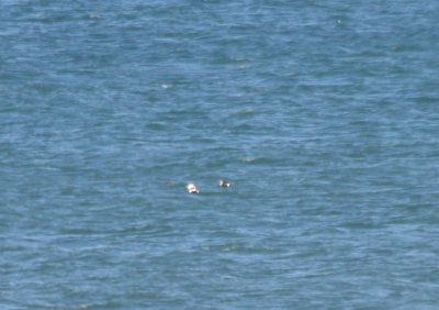 King Eider - Duxbury Beach  01-06-2010 distant documentation