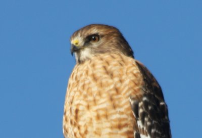 Red Shouldered Hawk   Plymouth, Ma   01-10-2010