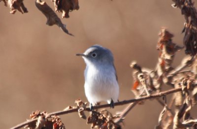 Blue-gray Gnatcatcher  Orlando