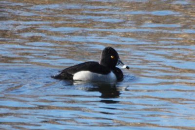Ring-necked Duck  - Jenny's Pond, Plymouth, MA    1-31-10