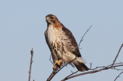 Red-tailed Hawk  -  Plymouth, MA    1-31-10