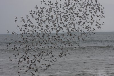 Winter Dunlin Flock w/Sanderling - Duxbury Beach - 02-27-2010