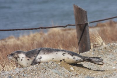 Harbor Seal leaving road for Duxbury Bay