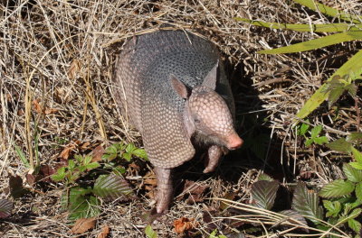 Armadillo - Orlando, FL     01-27-2010