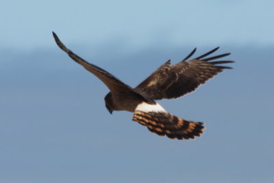 Northern Harrier imm - Duxbury Beach MA   03-02-2010